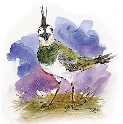 Lapwing